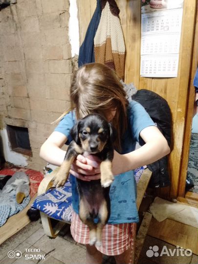 Собака в добрые руки щенок маленький