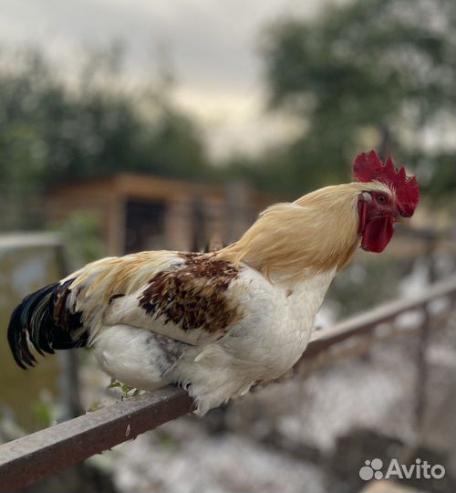 Петух Хайсекс Браун