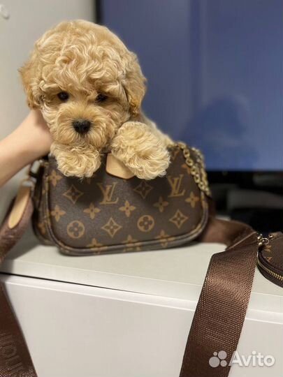 Мальтипу f1 mini тедди