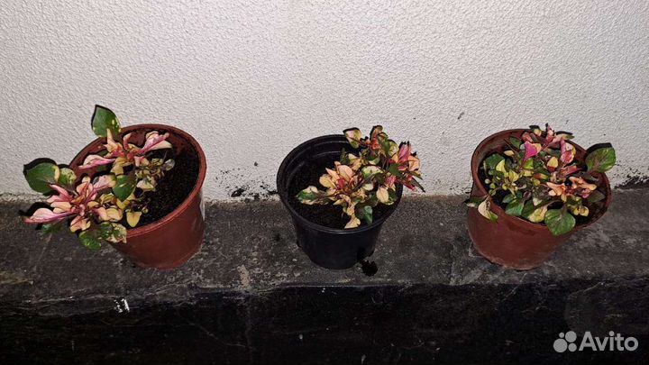 Альтернантера