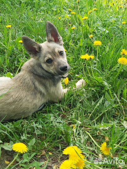 Щенки метисы овчарки
