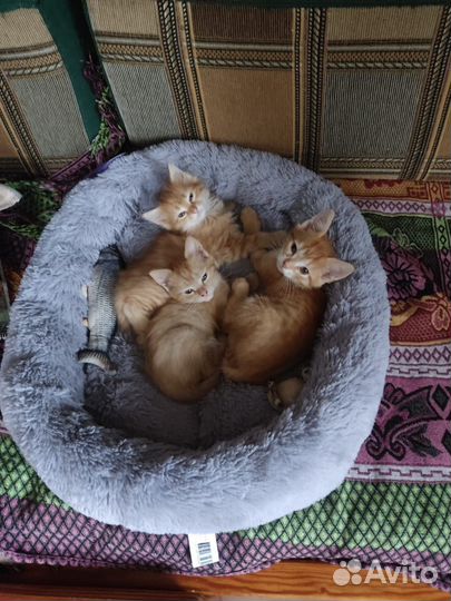 Кошки в добрые руки бесплатно