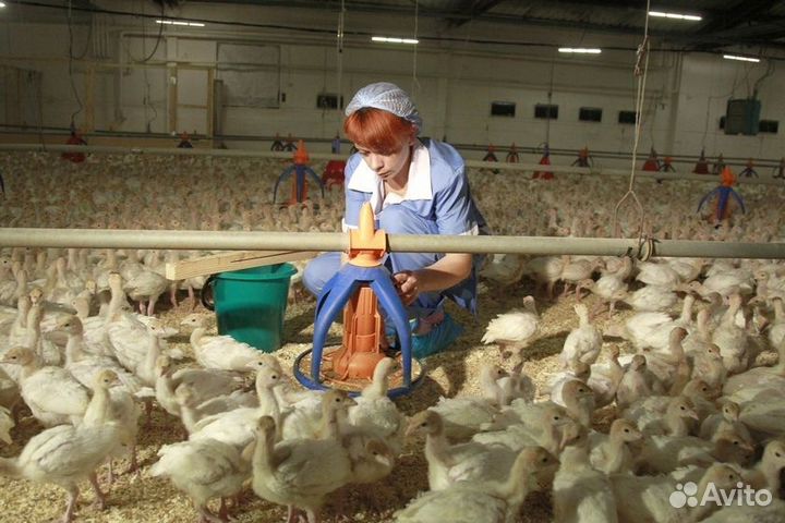 Птицевод Вахта Башкирия Пермь Пенза