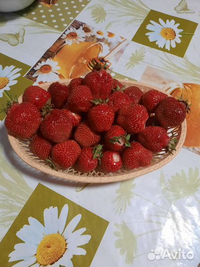 Рассада клубники (усы)