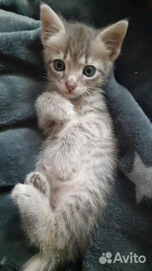 Котенок в добрые руки