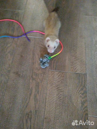 Передержка домашних животных