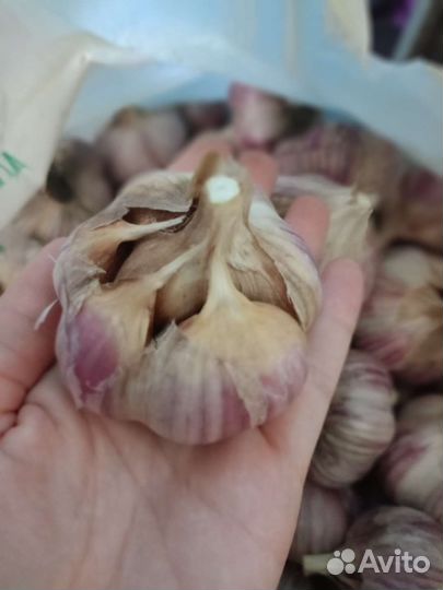 Чеснок