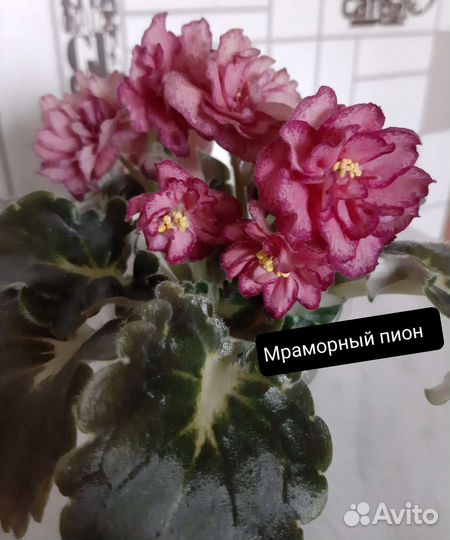 Сортовые фиалки