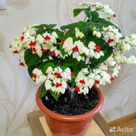 Клеродендрум