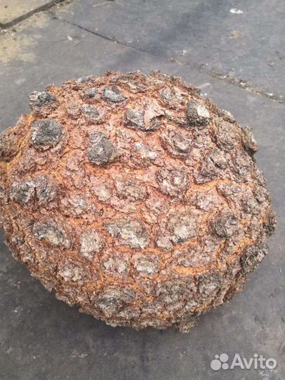 Кап сувель Берёзы