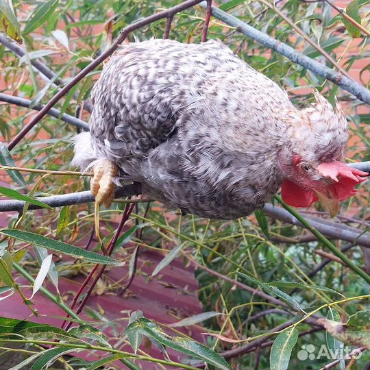 Петушки Легбар