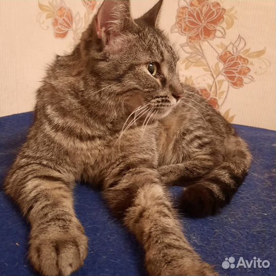 Европейская