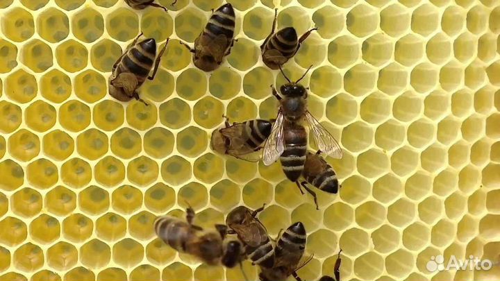 Пчелосемьи