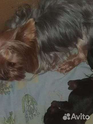 Йоркширский терьер мини беби фейс щенки