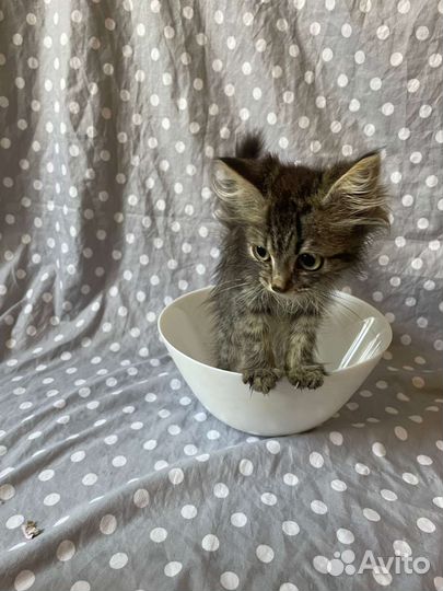 Кошечка в добрые руки