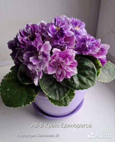 Сортовые фиалки