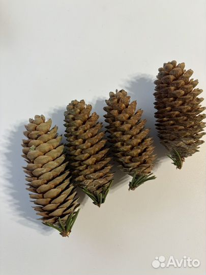 Шишки еловые