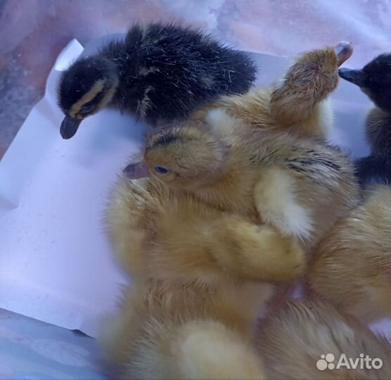 Цыплята