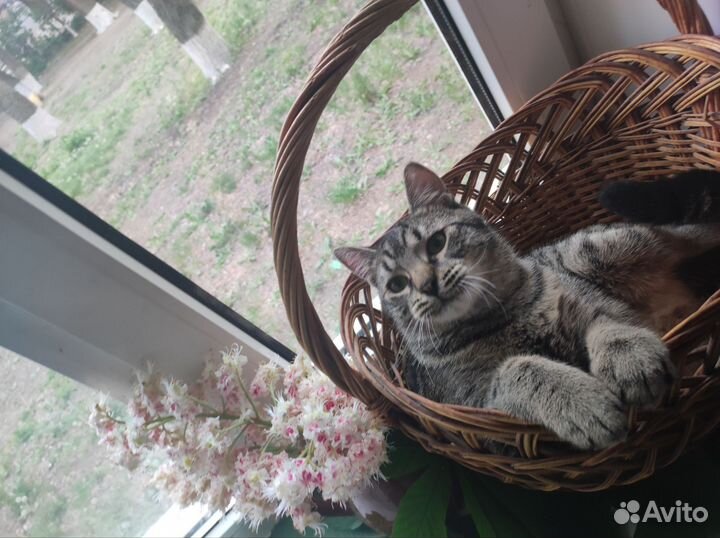 Котик-подросток в добрые руки