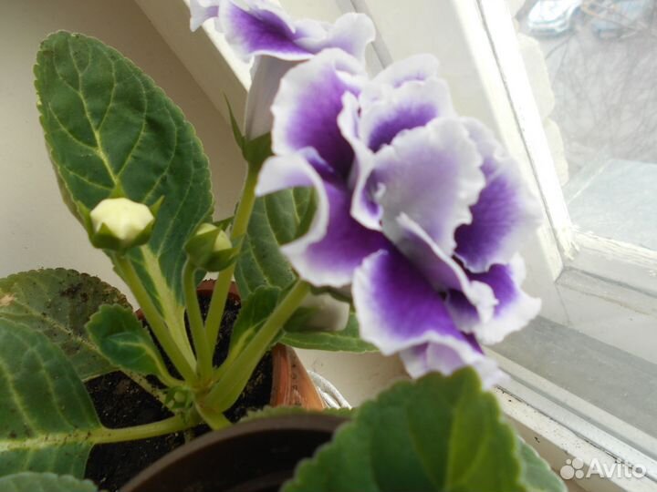 Продам цветы комнатные