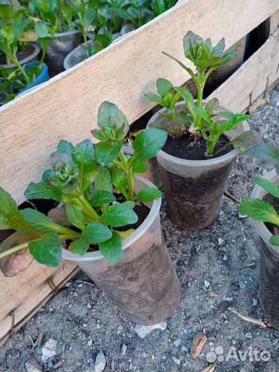 Живучка ползучая