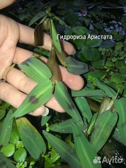 Филлантус и другие растения