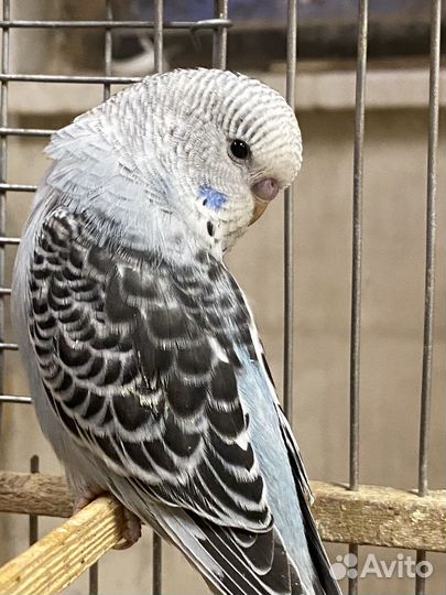 Птенцы волнистый попугай