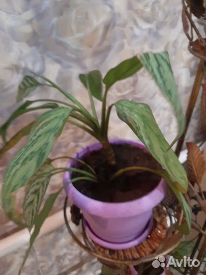 Цветы разные