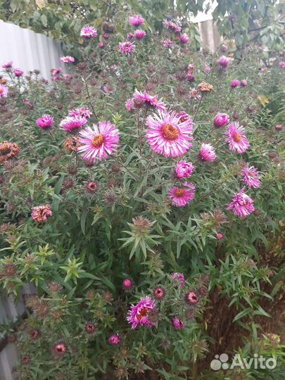 Хризантема