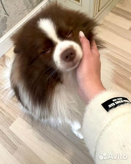Шпиц вязка