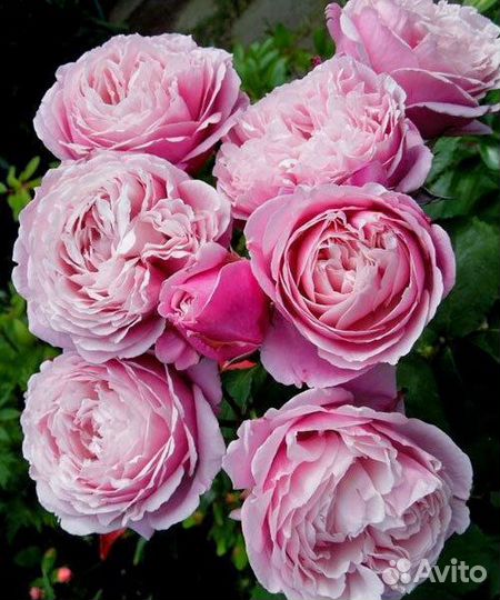 Роза Дитер Мюллер