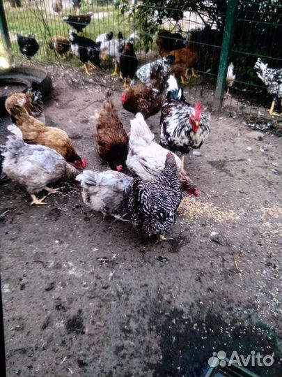 Куры несушки