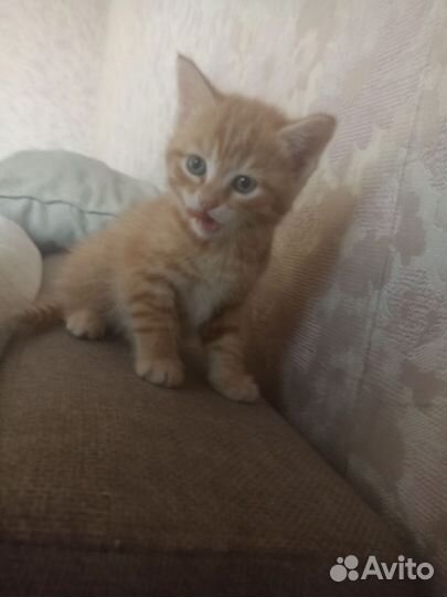 Котята