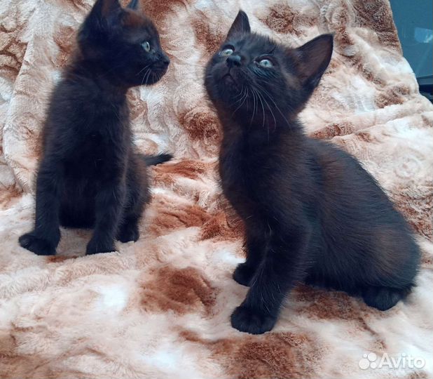 Котята домашние. Отдам котят в добрые руки