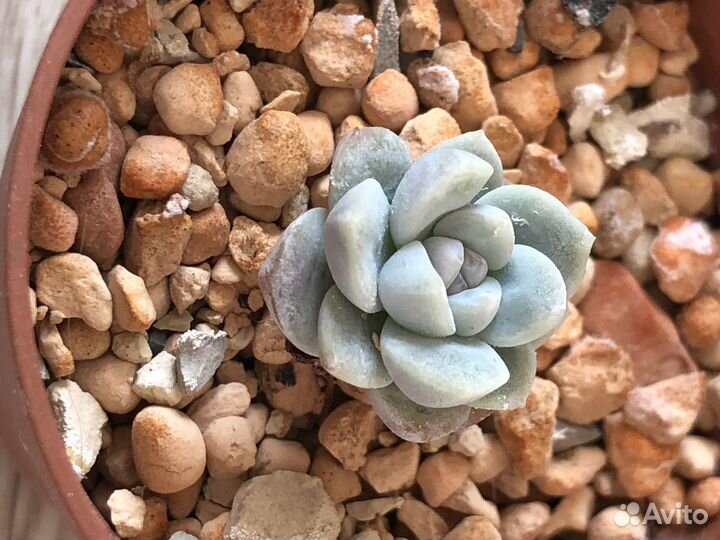 Суккуленты композиции