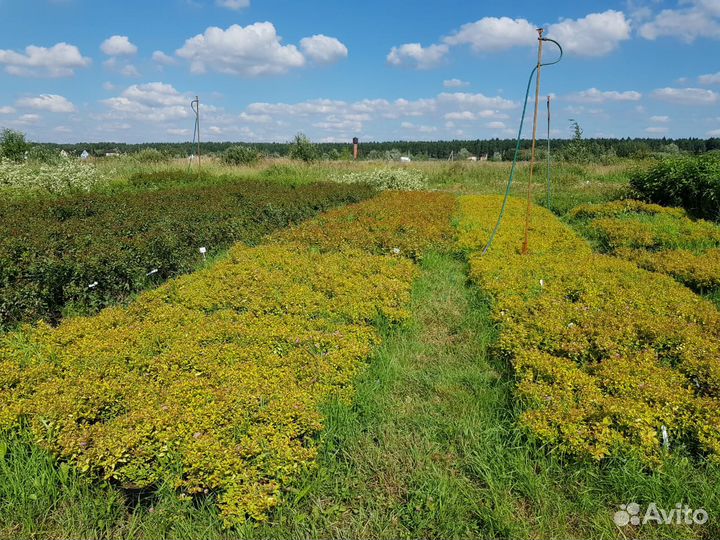 Спирея японская с3