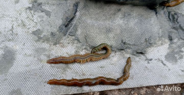 Нереис червяк