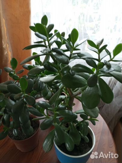 Комнатные растения