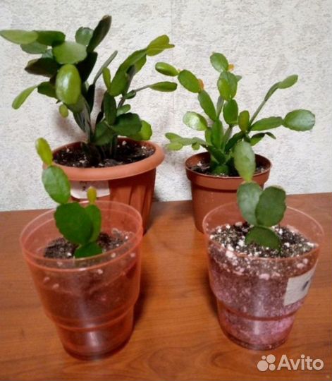 Рипсалидопсис, розовый, красный