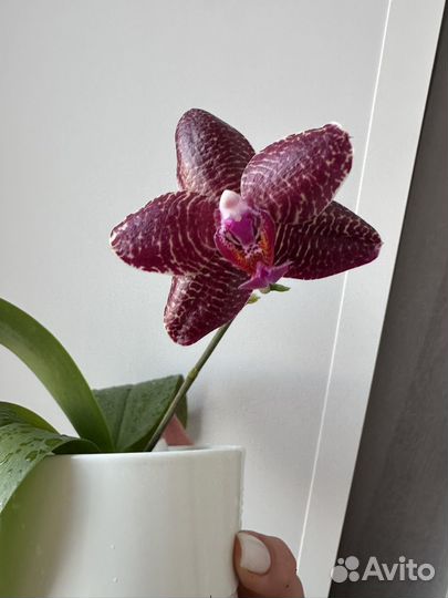 Орхидея miro mosla