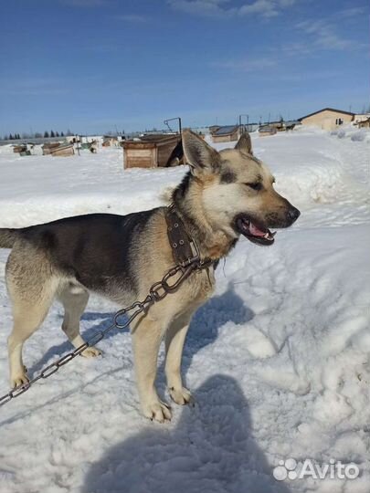 Собака 2 года. Дружелюбный Друг