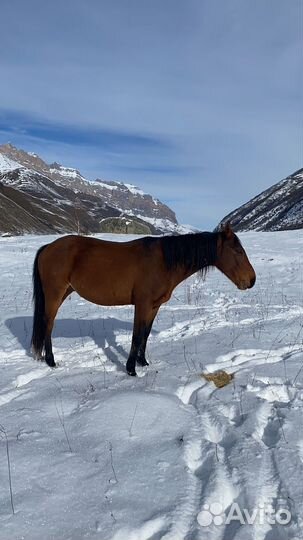 Лошадь мерин