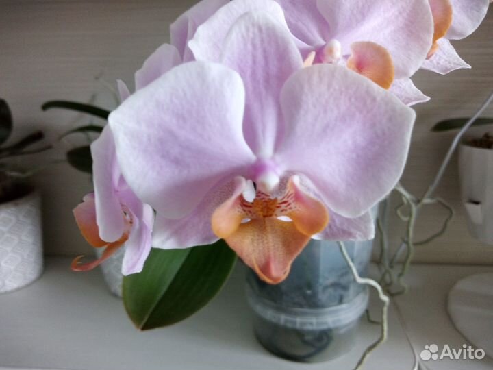 Орхидея фаленопсис