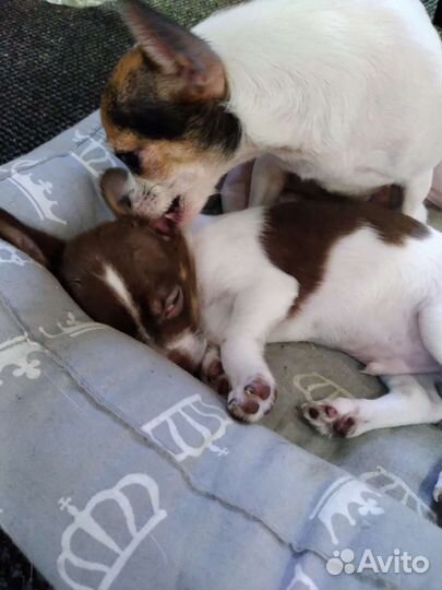 Мини той-терьер щенки