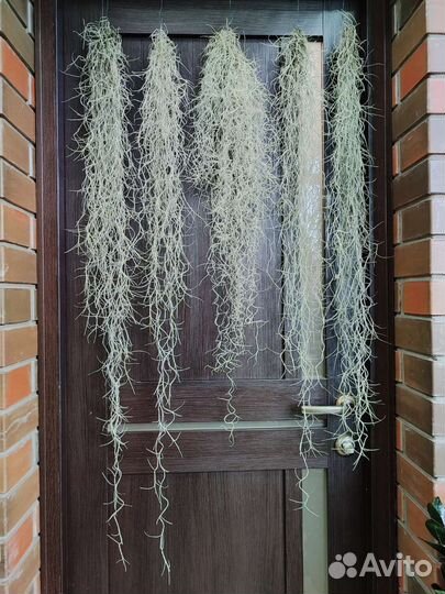 Тилландсия уснеевидная