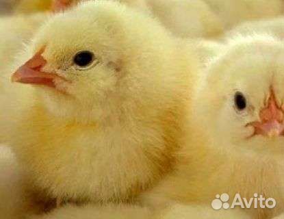 Цыплята бройлер,гусята,куры,утята,др.с/х птица