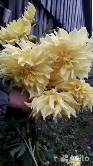 Георгины клубни