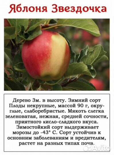 Саженцы яблони