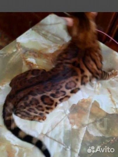 Бенгальская