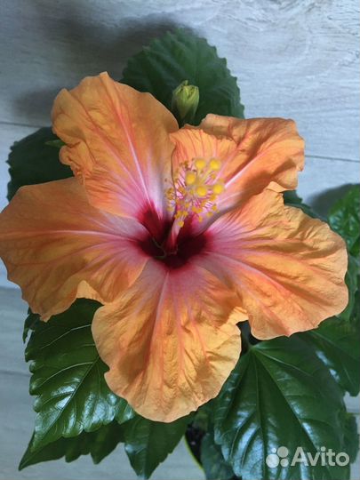 Гибискус черенки на срез